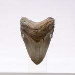 "Monster Shark" Megalodon Tooth + Acrylic Case