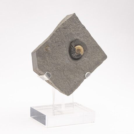 Fossil Calcite Ammonite From Dorset UK + Acrylic Stand V2