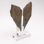 Fossil Fern "Walchia" From Permian Period