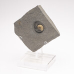 Fossil Calcite Ammonite From Dorset UK + Acrylic Stand V2