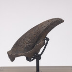 Rare Fossil Sloth Claw From Florida + Acrylic Case V2