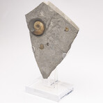 Fossil Calcite Ammonite From Dorset UK + Acrylic Stand V1
