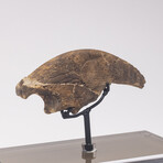 Rare Fossil Sloth Claw From Florida + Acrylic Case V1