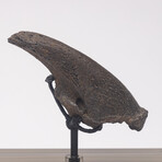 Rare Fossil Sloth Claw From Florida + Acrylic Case V2