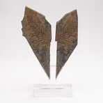 Fossil Fern "Walchia" From Permian Period