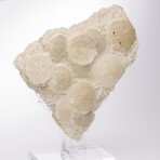 Fossil Sand Dollar Cluster Specimen From France + Custom Acrylic Base