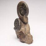 Free Standing Fossil Ammonite Cluster From Madagascar