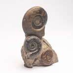 Free Standing Fossil Ammonite Cluster From Madagascar
