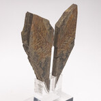 Fossil Fern "Walchia" From Permian Period