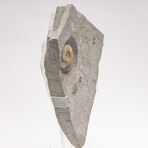 Fossil Calcite Ammonite From Dorset UK + Acrylic Stand V1