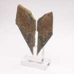 Fossil Fern "Walchia" From Permian Period