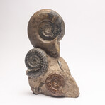 Free Standing Fossil Ammonite Cluster From Madagascar