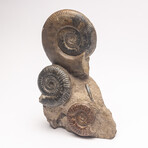 Free Standing Fossil Ammonite Cluster From Madagascar