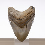 "Monster Shark" Megalodon Tooth + Acrylic Case