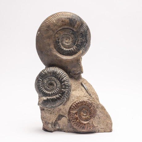 Free Standing Fossil Ammonite Cluster From Madagascar