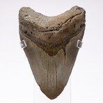 "Monster Shark" Megalodon Tooth + Acrylic Case