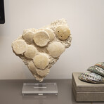 Fossil Sand Dollar Cluster Specimen From France + Custom Acrylic Base