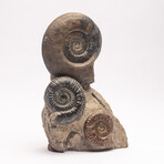 Free Standing Fossil Ammonite Cluster From Madagascar