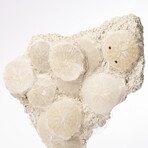 Fossil Sand Dollar Cluster Specimen From France + Custom Acrylic Base