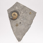 Fossil Calcite Ammonite From Dorset UK + Acrylic Stand V1