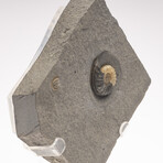 Fossil Calcite Ammonite From Dorset UK + Acrylic Stand V2