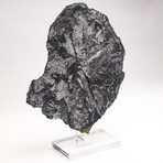 Natural White Fern Fossil + Custom Acrylic Stand