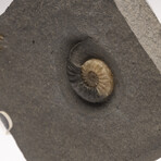 Fossil Calcite Ammonite From Dorset UK + Acrylic Stand V2