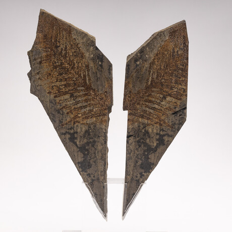 Fossil Fern "Walchia" From Permian Period