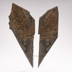 Fossil Fern "Walchia" From Permian Period