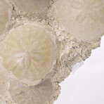 Fossil Sand Dollar Cluster Specimen From France + Custom Acrylic Base
