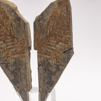 Fossil Fern "Walchia" From Permian Period