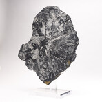 Natural White Fern Fossil + Custom Acrylic Stand