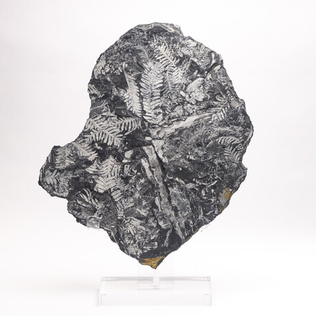 Natural White Fern Fossil + Custom Acrylic Stand