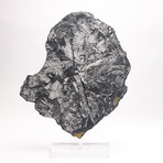 Natural White Fern Fossil + Custom Acrylic Stand