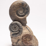 Free Standing Fossil Ammonite Cluster From Madagascar