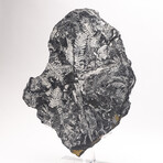 Natural White Fern Fossil + Custom Acrylic Stand