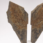 Fossil Fern "Walchia" From Permian Period