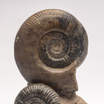 Free Standing Fossil Ammonite Cluster From Madagascar