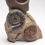 Free Standing Fossil Ammonite Cluster From Madagascar