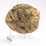 Fossil Leaf In Travertine + Custom Acrylic Stand