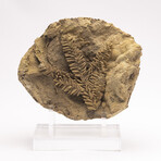 Fossil Leaf In Travertine + Custom Acrylic Stand