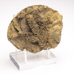 Fossil Leaf In Travertine + Custom Acrylic Stand