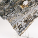 Australian Orbicular Jasper Slab + Custom Acrylic Base