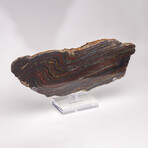 Large Gold Tiger Iron Slab From South Africa + Custom Acrylic Stand // 6lb