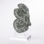 Seraphinite Specimen + Custom Acrylic Base