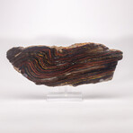 Large Gold Tiger Iron Slab From South Africa + Custom Acrylic Stand // 6lb