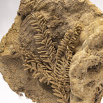 Fossil Leaf In Travertine + Custom Acrylic Stand