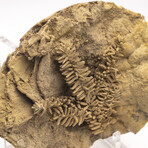 Fossil Leaf In Travertine + Custom Acrylic Stand