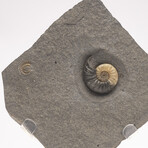 Fossil Calcite Ammonite From Dorset UK + Acrylic Stand V2