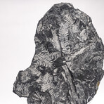 Natural White Fern Fossil + Custom Acrylic Stand